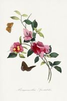 Plakat 61x91,5cm Bugenwilla, Paul Gervais Vintage do Salonu