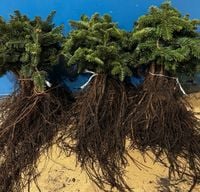 Jodła Kaukaska sadzonki 30-55 cm Szkółkowana 5 Letnia