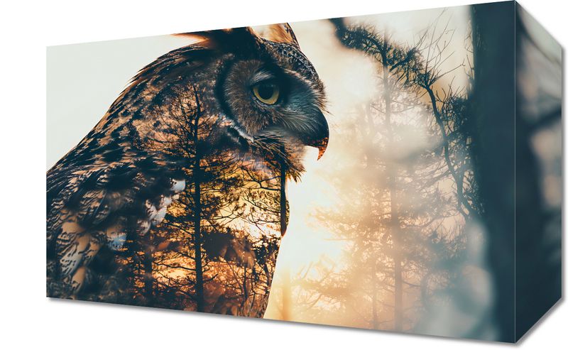 Obraz 30x20cm Sowi Duch zdjęcie 1