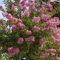 product-compare-60163467