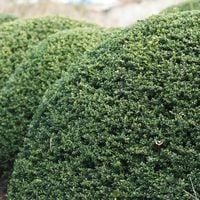 Ostrokrzew karbowanolistny CONVEXA Bukszpanowy Na obwódki Sadzonki P9