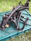 Żywokost lekarski świeży korzeń 1kg