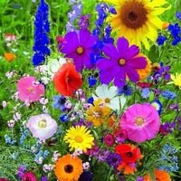 Mieszanka kwiatów polnych EXPRESS ŁĄCZKA MIX kolorów 100 g łąka kwietna