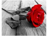 40X50CM OBRAZ RED ROSE OBRAZ