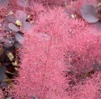 PERUKOWIEC PODOLSKI CZERWONY 30 / 40 CM