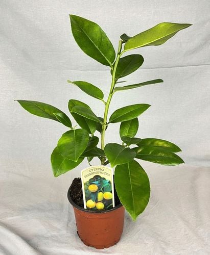 CYTRYNA SKIERNIEWICKA Cytrus na Arena.pl