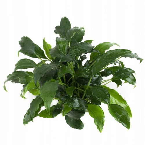 Schismatoglottis prietoi Koszyk Holandia Ø 5,5 cm na Arena.pl