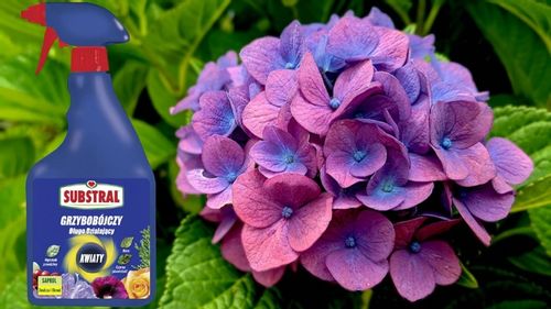 SAPROL GRZYBOBÓJCZY środek KWIATY: ZWALCZA CHRONI na Arena.pl