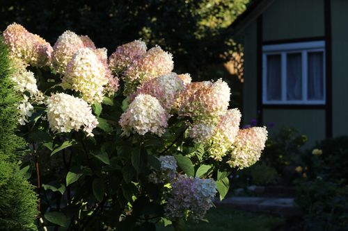 Hortensja bukietowa 'Grandiflora' (Hydrangea paniculata) Doniczka 2.0L na Arena.pl