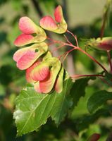 KLON TATARSKI Acer tataricum - NASIONA 1500 sztuk - 100g.