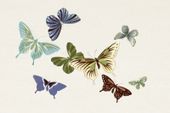 Plakat 60x40cm Butterfly 10, Sekka Japoński Vintage do Salonu