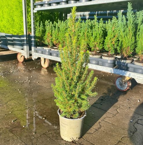 ŚWIERK CONICA ŁADNA CHOINECZKA DO DOMU I OGRODU CAŁOROCZNA SADZONKA W DONIC na Arena.pl