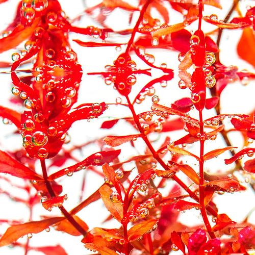 Roślina Invitro kubek mini - rotala macandra na Arena.pl