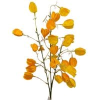 Miechunka pojedyncza żółta