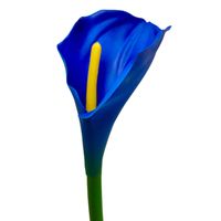 Calla pojedyncza gumowana new dk blue