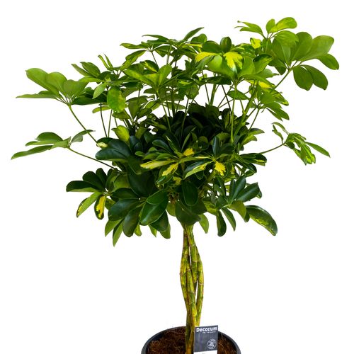 SZEFLERA GOLD CAPELLA 75 cm na Arena.pl