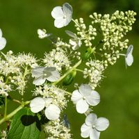 Hortensja bukietowa 'Kyushu' Japońska Długo Kwitnie (Hydrangea paniculata)