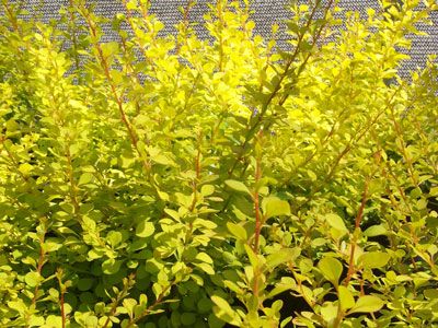 P9 BERBERYS THUNBERGA AUREA KRZEWY24 zdjęcie 1