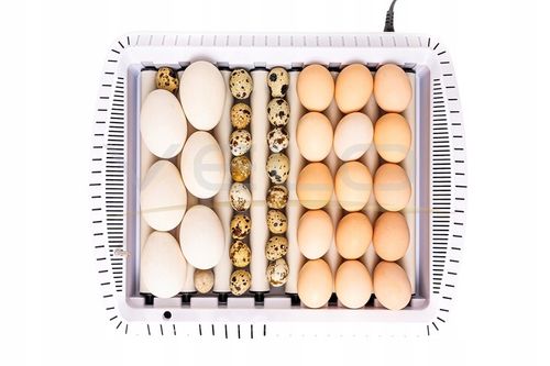 INKUBATOR AUTOMATYCZNY VELO na 35 JAJ do KURZYCH INDYCZYCH GĘSICH KACZYCH na Arena.pl