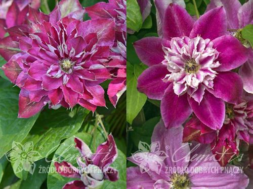 Powojnik Clematis My Darling ® C2 E na Arena.pl