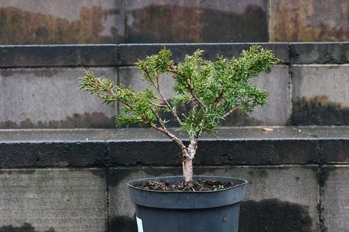 Jałowiec chiński Shimpaku - Juniperus chinensis 0068 na Arena.pl