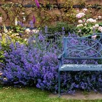 Kocimiętka Faassena WALKER'S LOW Nepeta Miododajna Odstrasza owady Sadzonki