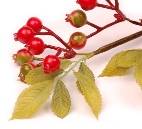 Borówka czerwona gałązka na Arena.pl