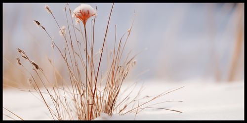 Plakat 91,3x44,5cm Zima w Detalach na Arena.pl