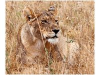 60X50CM BELEZA FEANS OBRAZ ŚCIAN DREWNIANE