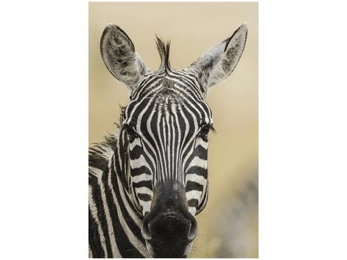 40X60CM ZEBRA OBRAZ na Arena.pl