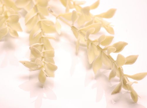 Gałązka pudrowa kremowa na Arena.pl