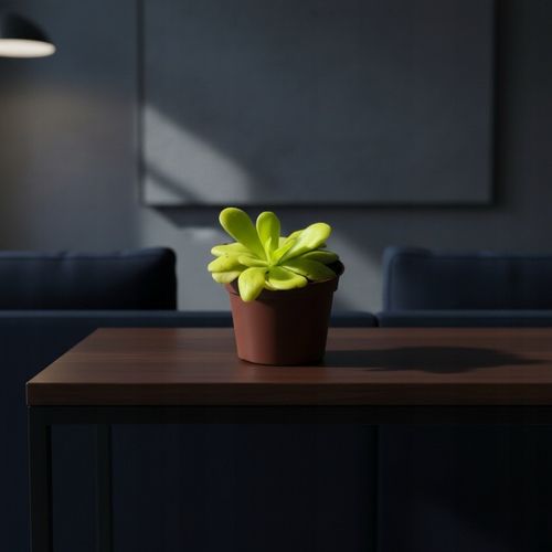 Pinguicula Tłustosz "TINA" idealny na ziemiórki, muszki owocówki itp. na Arena.pl