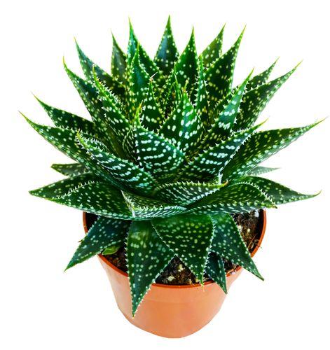 GASTERIA Aurora 15cm na Arena.pl