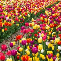 Tulipan polski mieszanka mix 50 szt. 9/10 cebulki tulipanów od