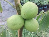 ORZECH WŁOSKI SZCZEPIONY JACEK SADZONKA 200 cm przycięte Polska produkcja