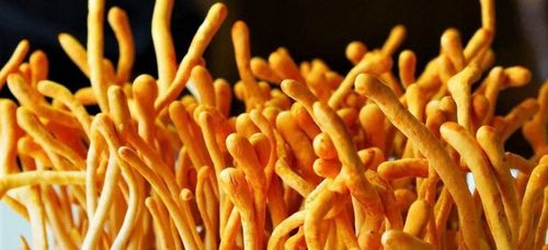 Cordyceps militaris - grzybnia w płynie 10ml na Arena.pl