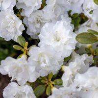 Azalia japońska EISPRINZESSIN Biała Pełne kwiaty Sadzonki 1L