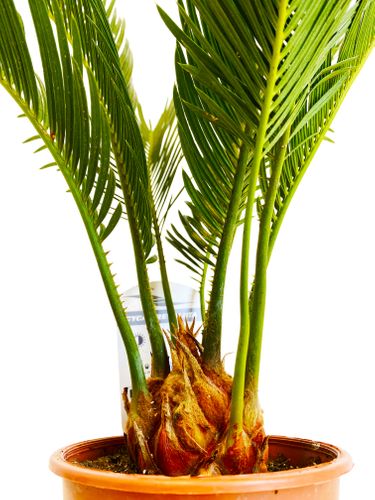 CYKAS (CYCAS) 40 cm na Arena.pl