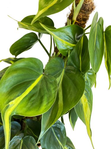 FILODENDRON SCANDENS BRASIL  55 cm na Arena.pl