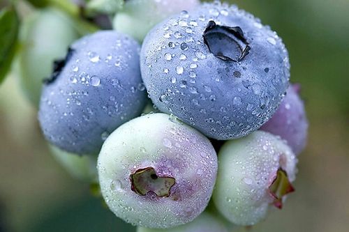 Szkółka- Borówka Chandler- doniczka 5 litrowa, 4 letnia na Arena.pl