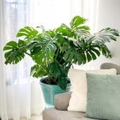 Monstera Deliciosa, Piękna , DUŻA ~ 50 cm