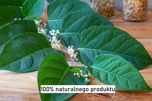 Resweratrol Resveratrol Rdest Japoński 15g proszek na Arena.pl