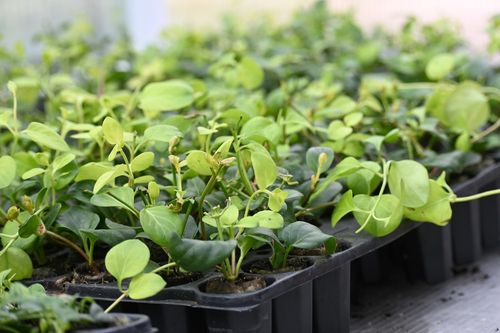 Barwinek większy - Vinca major na Arena.pl