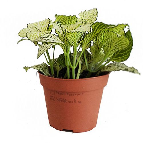 FITTONIA SNOW ANNE 12cm na Arena.pl