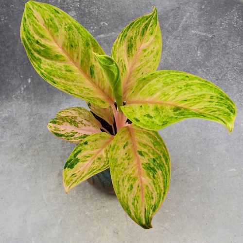 Zestaw do zrobienia podłoża przepuszczalnego, luźnego dla roślin 8L na Arena.pl