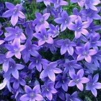 DZWONEK DALMATYŃSKI BIRCH HYBRID - sadzonki 5 / 10 cm