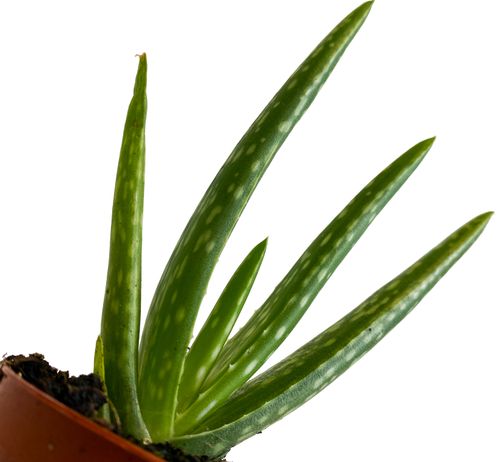 Aloes ALOE VERA 15 cm na Arena.pl