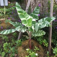 Bananowiec Florida Variegata 30-50cm P10