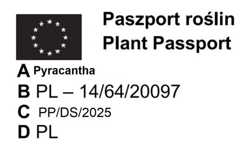 OGNIK czerwony - sadzonki 5 / 15 cm na Arena.pl