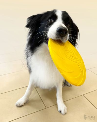 Zestaw 3x DYSK DO RZUCANIA APORTOWANIA FRISBEE GRYZAK zabawka dla psa na Arena.pl